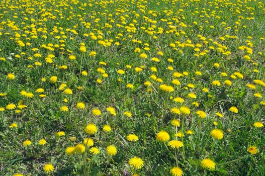 Dandelions blossoming with yellow flowers, at meadow, during spring