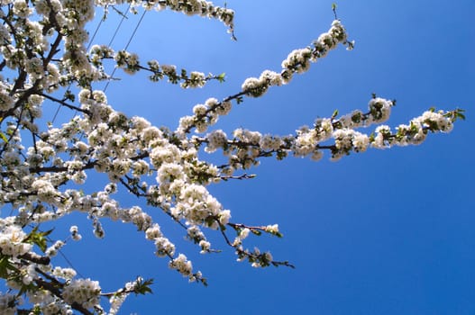 Cherry tree full of blooming white flowers