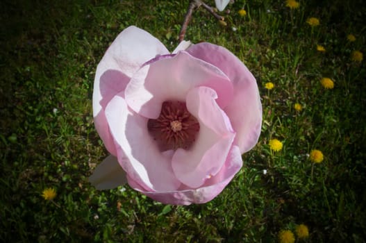 Tulip flower closeup