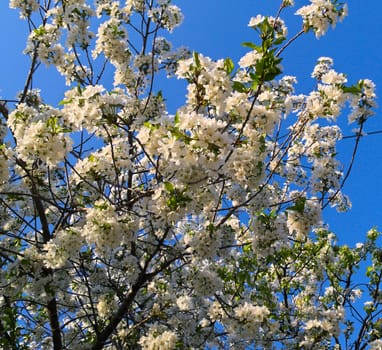 Cherry tree full of blooming white flowers