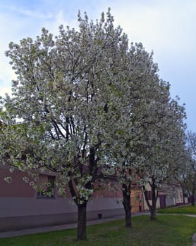 Cherry trees blooming flowers at spring