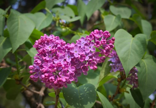 Lilac blooming flowers at spring time