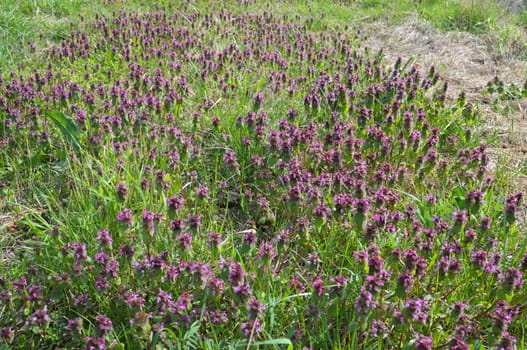 Plants at meadow blooming with purple flowers