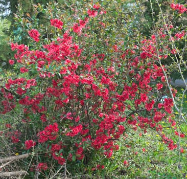 Bush blossoming with red flowers at spring time