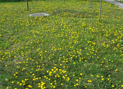 Dandelions blossoming with yellow flowers, at meadow, during spring