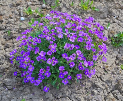 Plant blooming with purple flowers