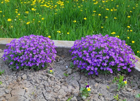 Plant blooming with purple flowers