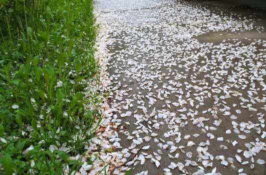Leaflets on the ground after blossom