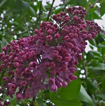 Lilac blooming flowers at spring time, closeup