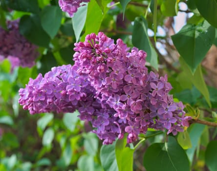 Lilac blooming flowers at spring time, closeup