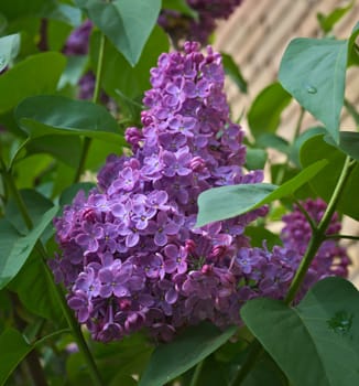 Lilac blooming flowers at spring time, closeup