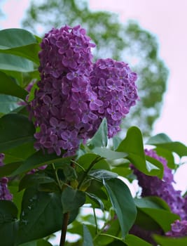 Lilac blooming flowers at spring time, closeup