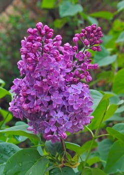 Lilac blooming flowers at spring time, closeup