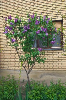 Lilac tree blooming with flowers