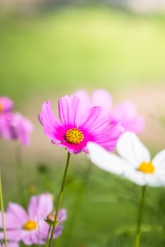 The background image of the colorful flowers, background nature