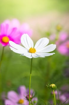 The background image of the colorful flowers, background nature