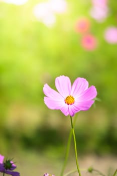 The background image of the colorful flowers, background nature