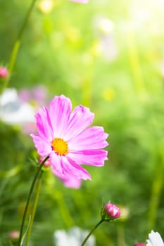 The background image of the colorful flowers, background nature