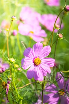 The background image of the colorful flowers, background nature