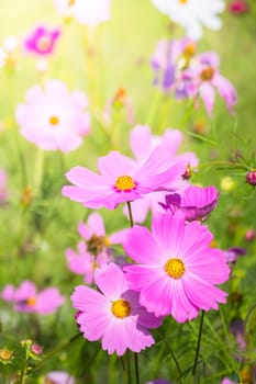 The background image of the colorful flowers, background nature