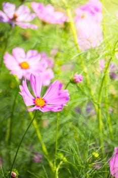 The background image of the colorful flowers, background nature