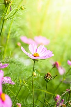 The background image of the colorful flowers, background nature