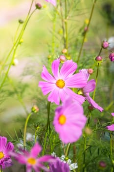 The background image of the colorful flowers, background nature