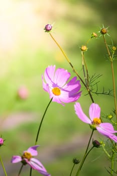The background image of the colorful flowers, background nature