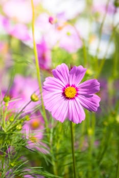 The background image of the colorful flowers, background nature