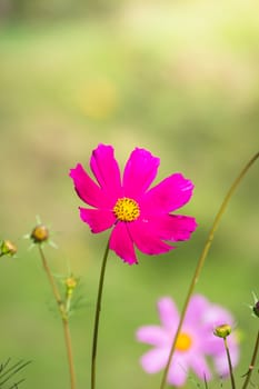 The background image of the colorful flowers, background nature