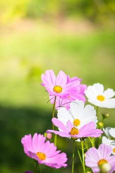 The background image of the colorful flowers, background nature