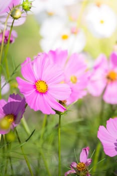 The background image of the colorful flowers, background nature