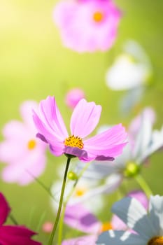 The background image of the colorful flowers, background nature