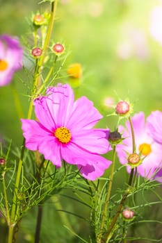 The background image of the colorful flowers, background nature