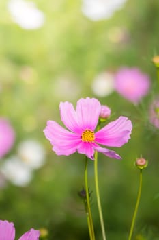 The background image of the colorful flowers, background nature