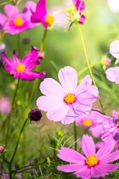 The background image of the colorful flowers, background nature