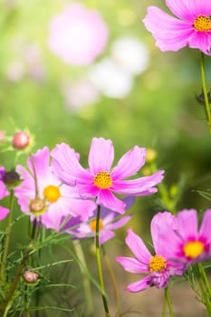 The background image of the colorful flowers, background nature