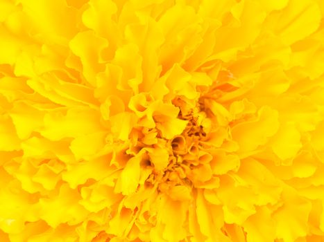 Closeup marigold flower for use as background