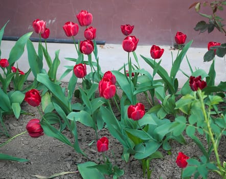 Tulips flowering in garden