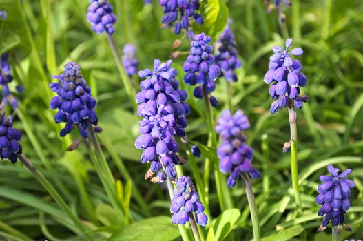 Small purple flowers in garden