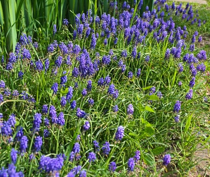 Small purple flowers in garden