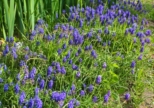 Small purple flowers in garden