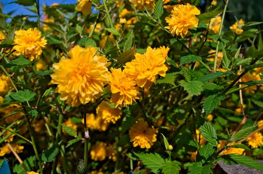 Bush blooming with yellow flowers at spring time