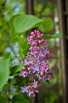 Lilac blooming flowers at spring time, closeup