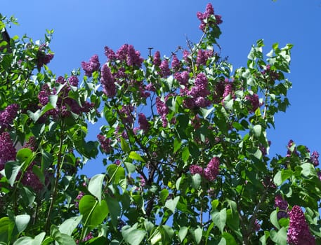 Lilac tree blooming with flowers