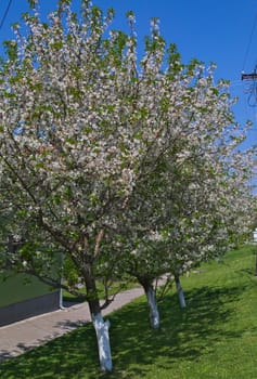 Cherry trees blooming flowers at spring