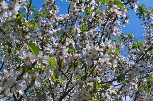 Cherry tree full of blooming white flowers