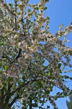Cherry tree full of blooming white flowers