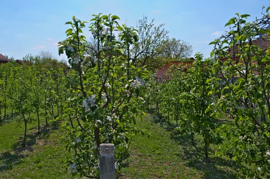 Apple orchard at spring