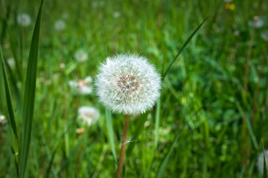 Dandelions blooming blow ball flowers at spring